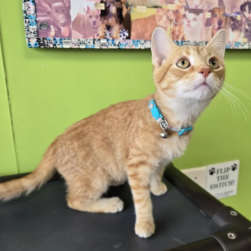 A baby medium-sized male Orange / Red Domestic Short Hair cat named Hubba Bubba for adoption in Richmond, KY