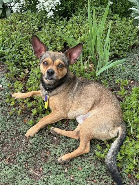 An adult small-sized male Chihuahua dog named Colby for adoption in Aurora, CO