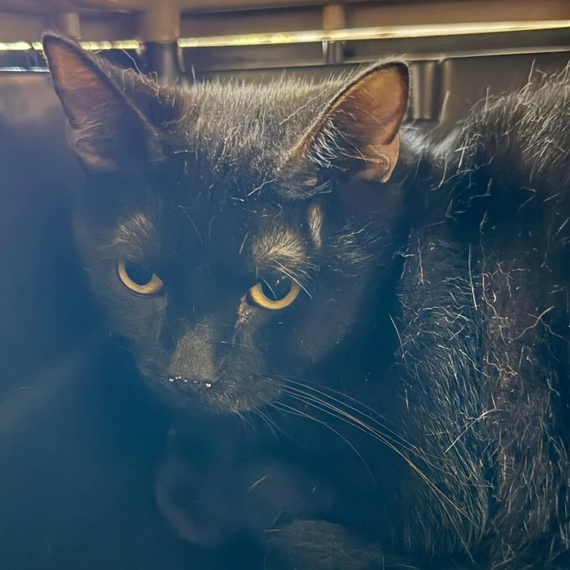 An adult medium-sized male Black Domestic Short Hair cat named Jack for adoption in Evansville, IN