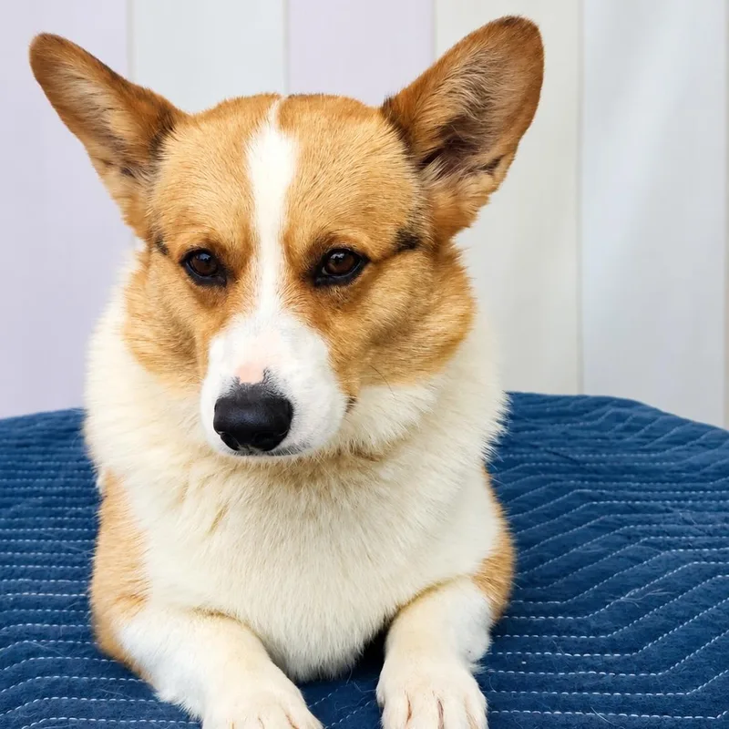 An adult small-sized male Apricot / Beige Pembroke Welsh Corgi dog named Spud for adoption in Tylertown, MS