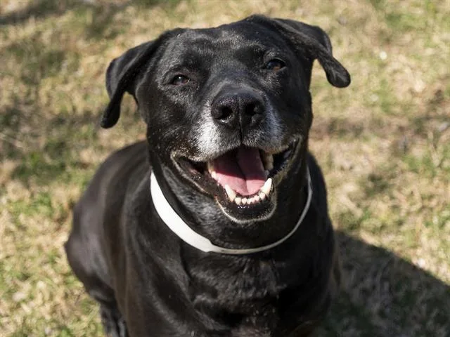 An adult large-sized female Labrador Retriever dog named Ruby for adoption in Phoenix, AZ