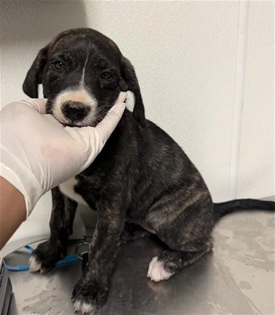 A baby small-sized female Pit Bull Terrier dog named Barbara for adoption in Bakersfield, CA