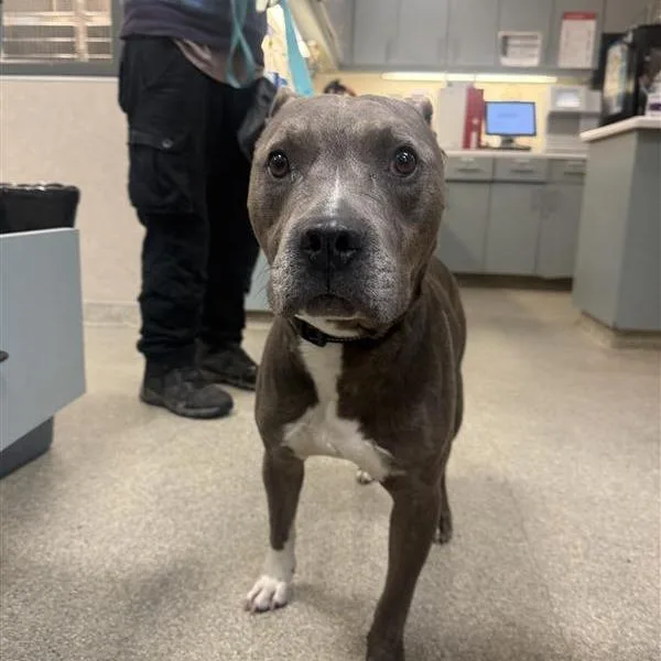 An adult large-sized male Gray / Blue / Silver Mixed Breed dog named Darcy for adoption in Jacksonville, FL