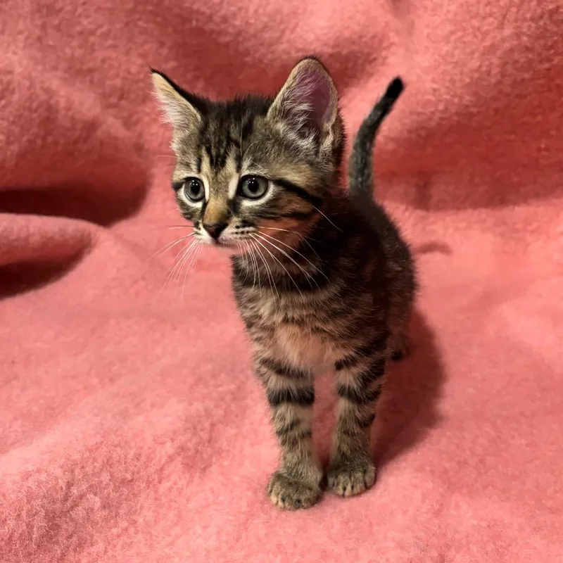 A baby small-sized female Gray / Blue / Silver Domestic Short Hair cat named Bug for adoption in Smithville, TN