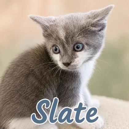 Slate