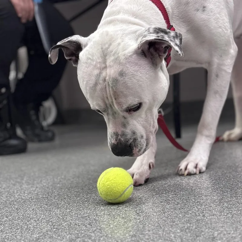 An adult medium-sized male White / Cream Mixed Breed dog named Sal for adoption in Batavia, OH