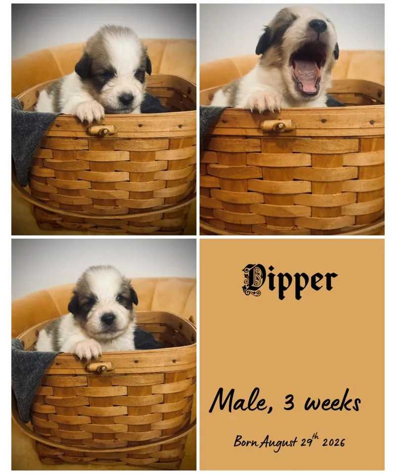 A baby small-sized male Border Collie dog named Dipper for adoption in Milton, FL