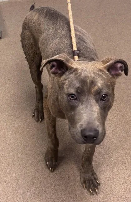 An adult large-sized male Mixed Breed dog named Hollister for adoption in Chamblee, GA