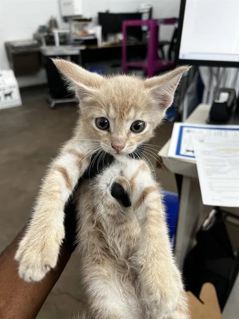 A baby medium-sized male Domestic Medium Hair cat named Bandit for adoption in Dallas, TX