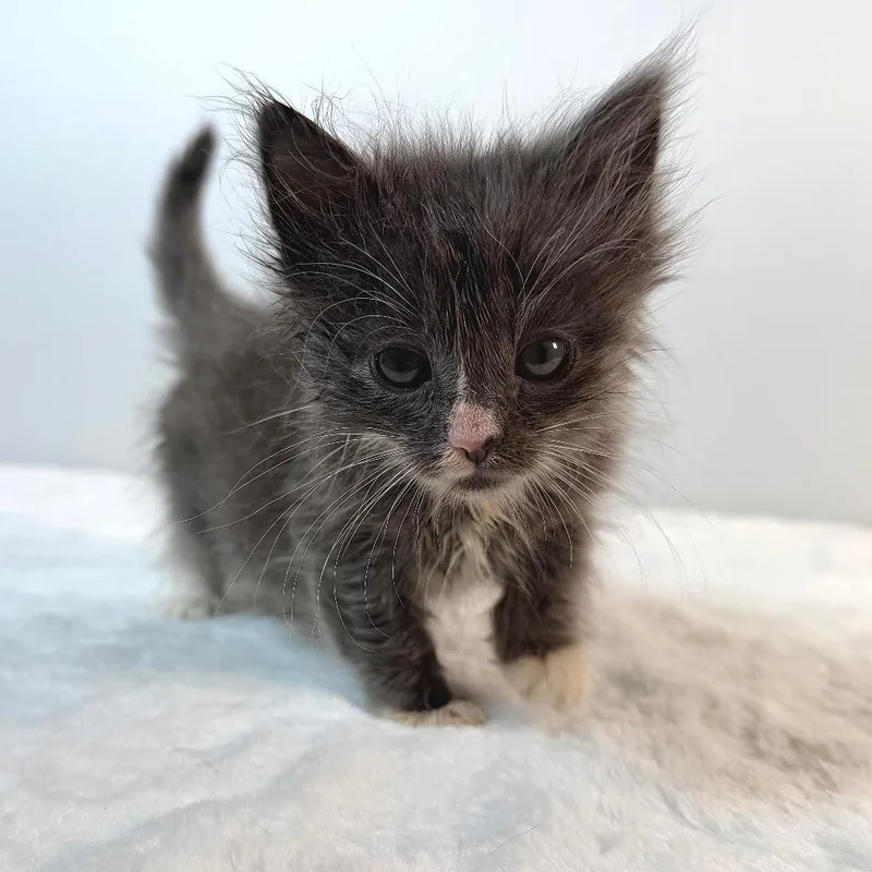 A baby small-sized female Domestic Long Hair cat named Koala for adoption in Johnson City, TN