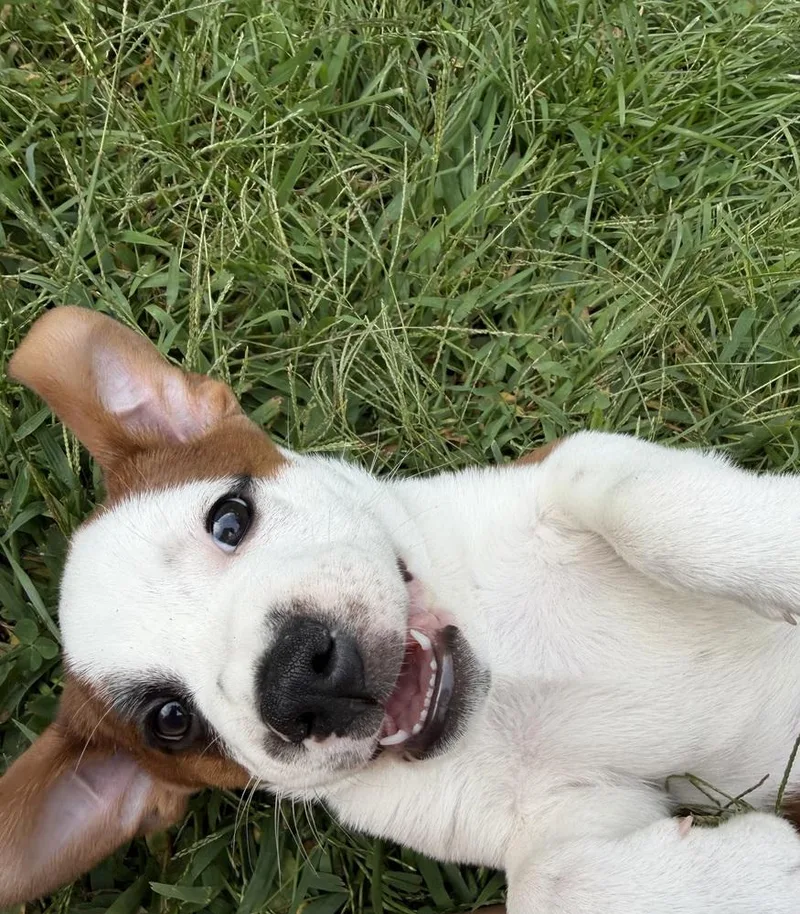 A baby medium-sized male Tricolor (Brown, Black, & White) Mixed Breed dog named Detour for adoption in Clinton Township, MI