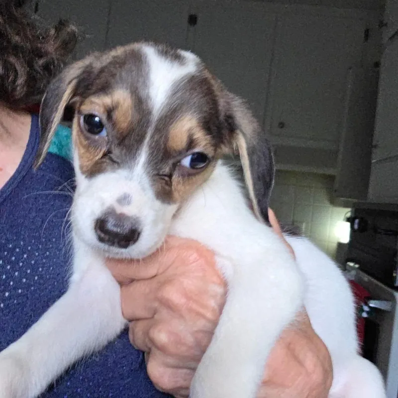 A baby small-sized male Hound dog named ALPHARETTA  Derek for adoption in Blairsville, GA