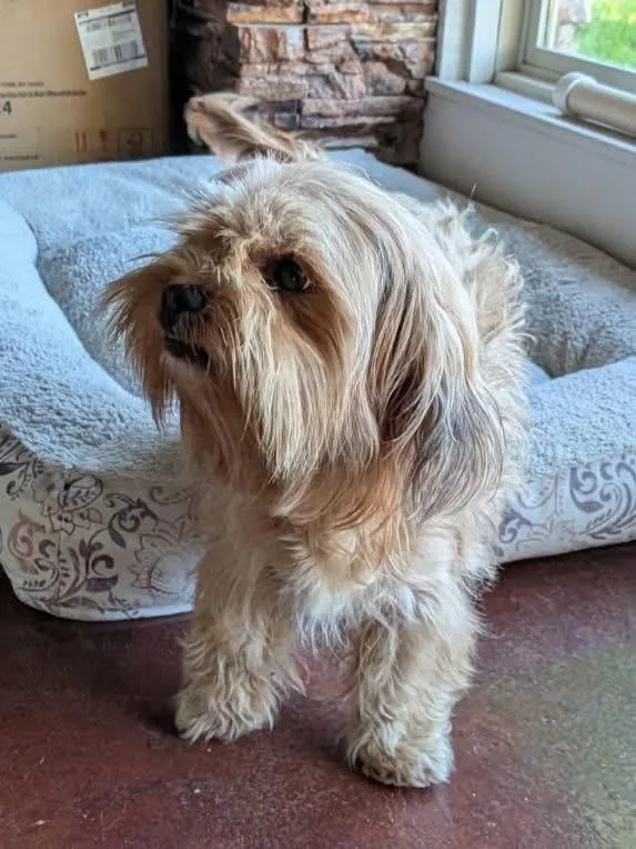 Isabel