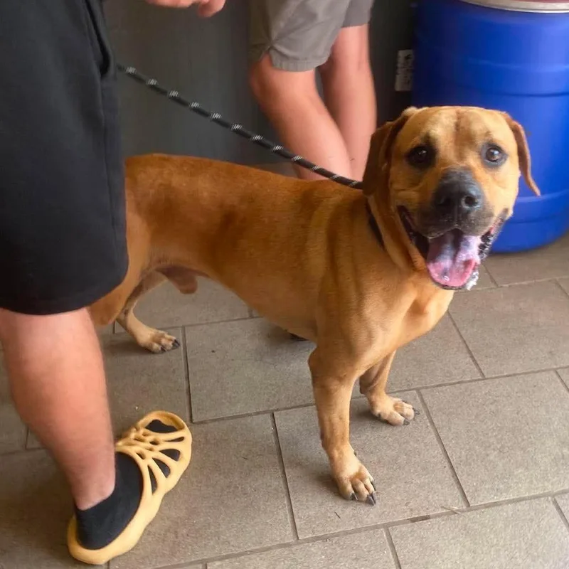 An adult large-sized male Red / Chestnut / Orange Mixed Breed dog named Brutus for adoption in Huntington, WV