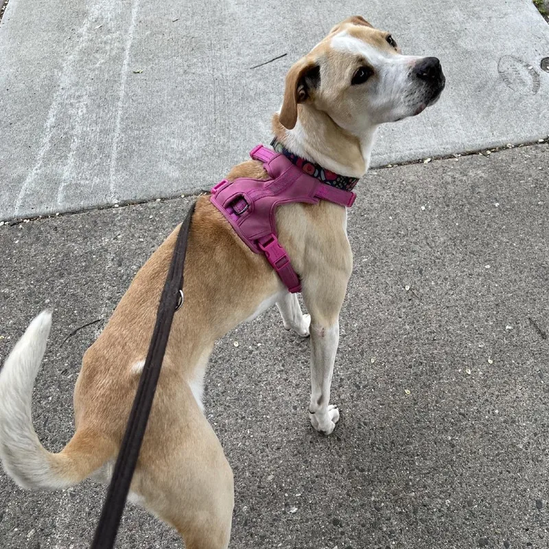 An adult medium-sized female Yellow / Tan / Blond / Fawn Retriever dog named Parker for adoption in Minneapolis, MN