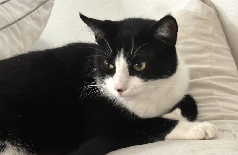A young medium-sized male Black & White / Tuxedo Tuxedo cat named Marshmallow for adoption in Mission Viejo, CA