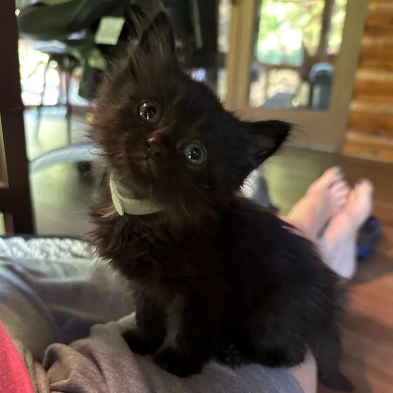 A baby small-sized female Black Domestic Medium Hair cat named Kara for adoption in Blue Ridge, GA