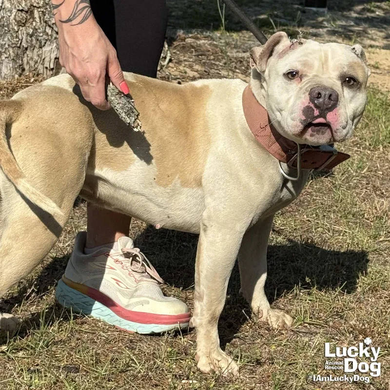 Ms. Peaches thumbnail 3