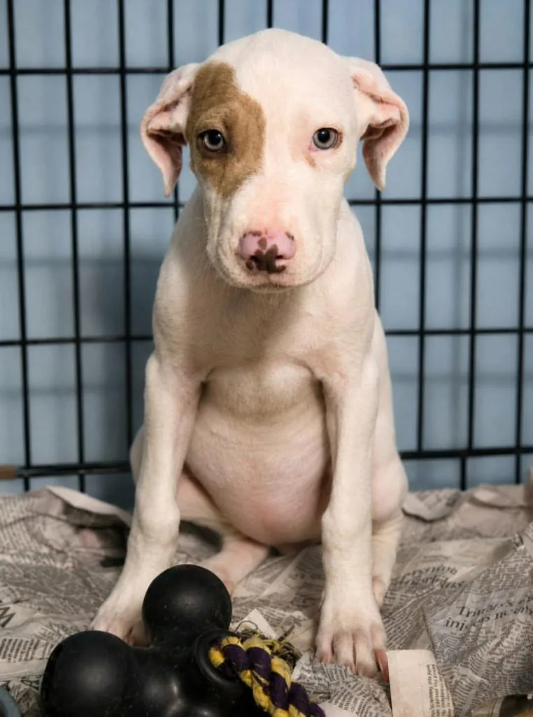 A baby medium-sized female Hound dog named Roni for adoption in El Dorado, AR