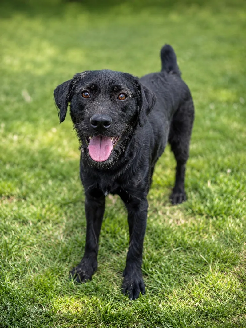 A young medium-sized male Black German Wirehaired Pointer dog named Ozzy for adoption in Wooster, OH