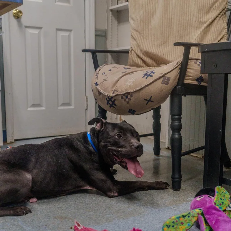 A senior medium-sized male Black Pit Bull Terrier dog named Cowboy for adoption in Pawling, NY