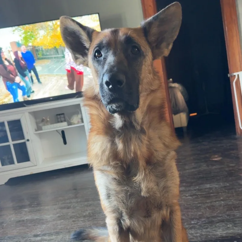 An adult large-sized male German Shepherd Dog dog named Duke for adoption in Monticello, MN