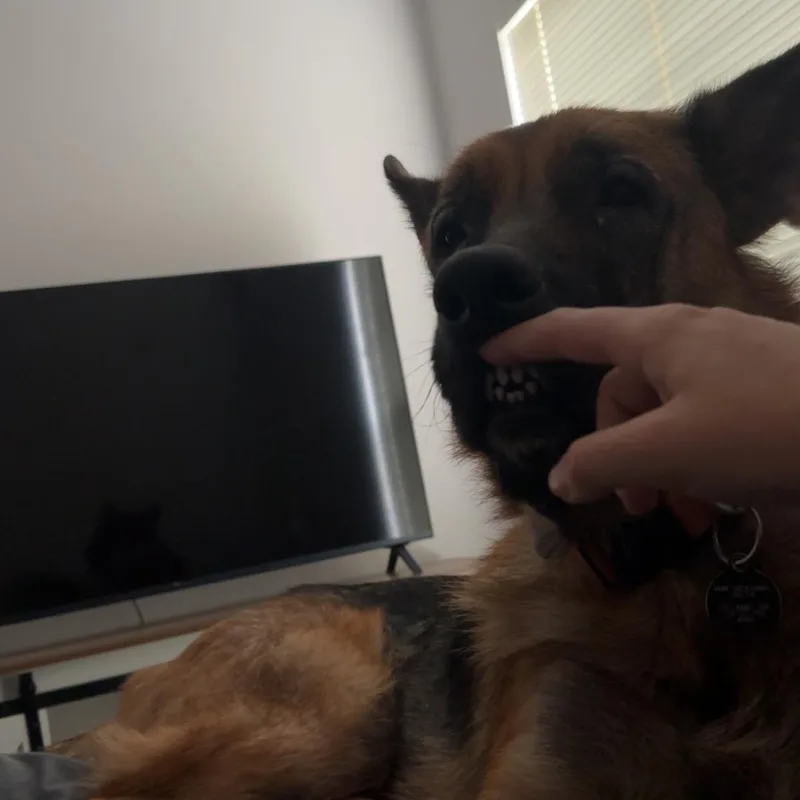 Duke thumbnail 2