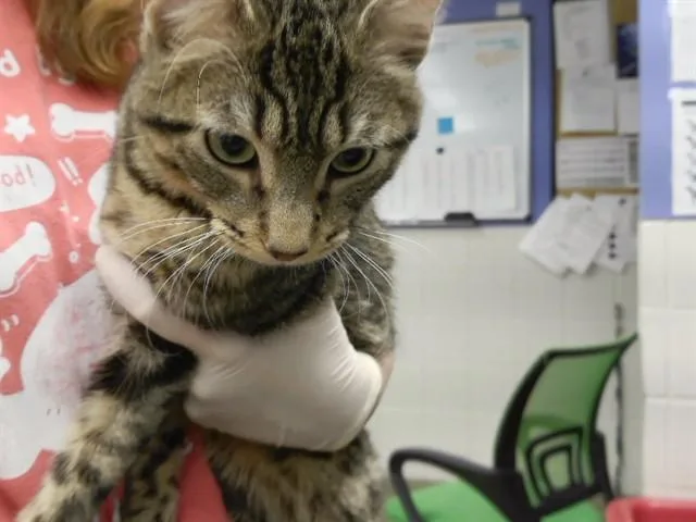 A young small-sized male Domestic Short Hair cat named Toby for adoption in Omaha, NE
