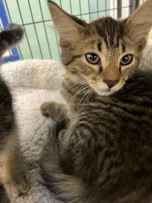 A young small-sized male Domestic Short Hair cat named Mercedes for adoption in Vero Beach, FL