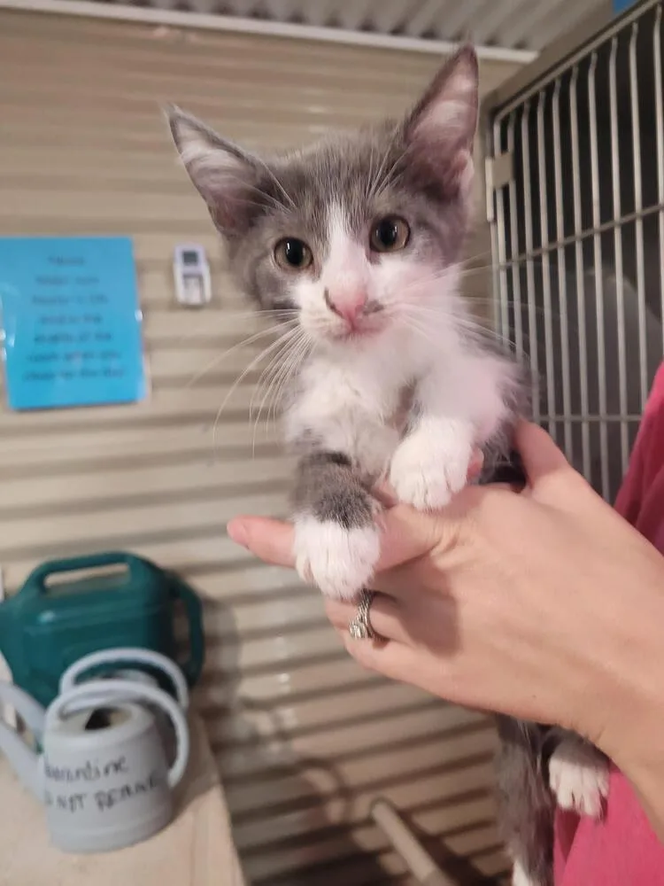 A baby small-sized male Gray & White Domestic Short Hair cat named Silverbell for adoption in Linton, IN