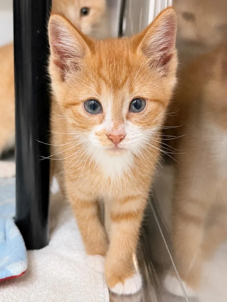 A baby medium-sized female Domestic Short Hair cat named Waffles for adoption in Menomonie, WI