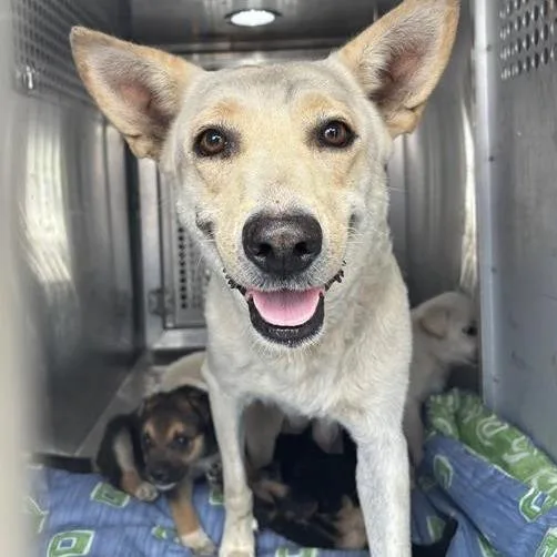 An adult medium-sized female Yellow / Tan / Blond / Fawn Labrador Retriever dog named Stargazer for adoption in Austin, TX