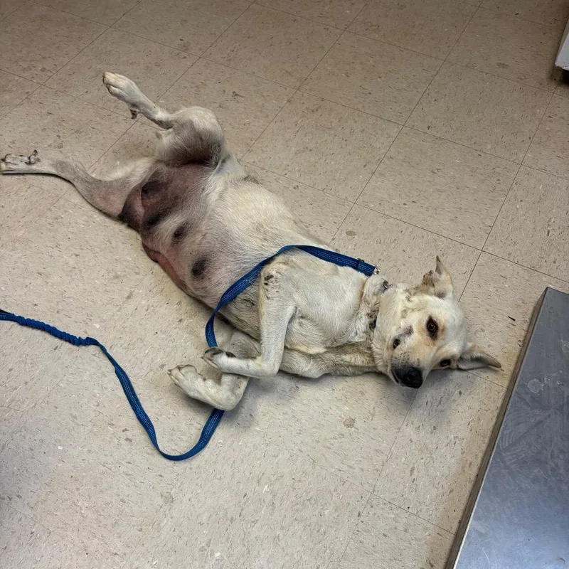 Stargazer thumbnail 2