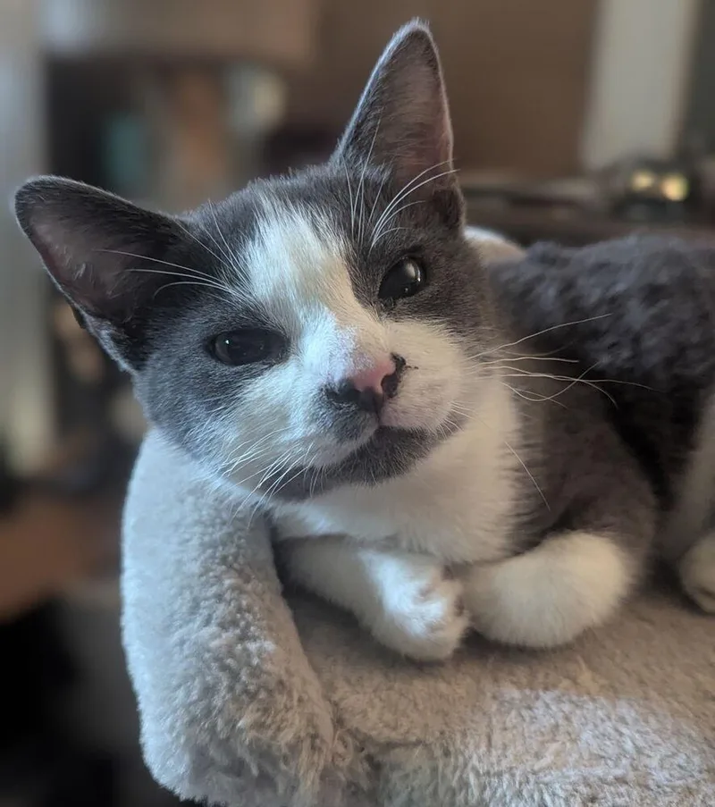 A baby small-sized male Gray & White Domestic Short Hair cat named Marshmallow CR for adoption in Greenville, SC