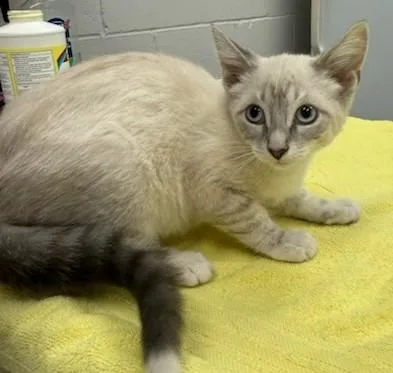 A baby small-sized female Siamese cat named Rice for adoption in Peoria, IL