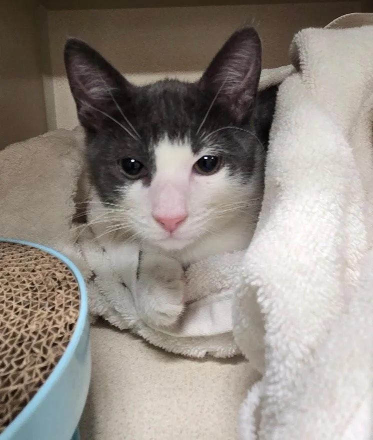 A baby medium-sized male Gray & White Domestic Short Hair cat named Todd for adoption in New Rochelle, NY
