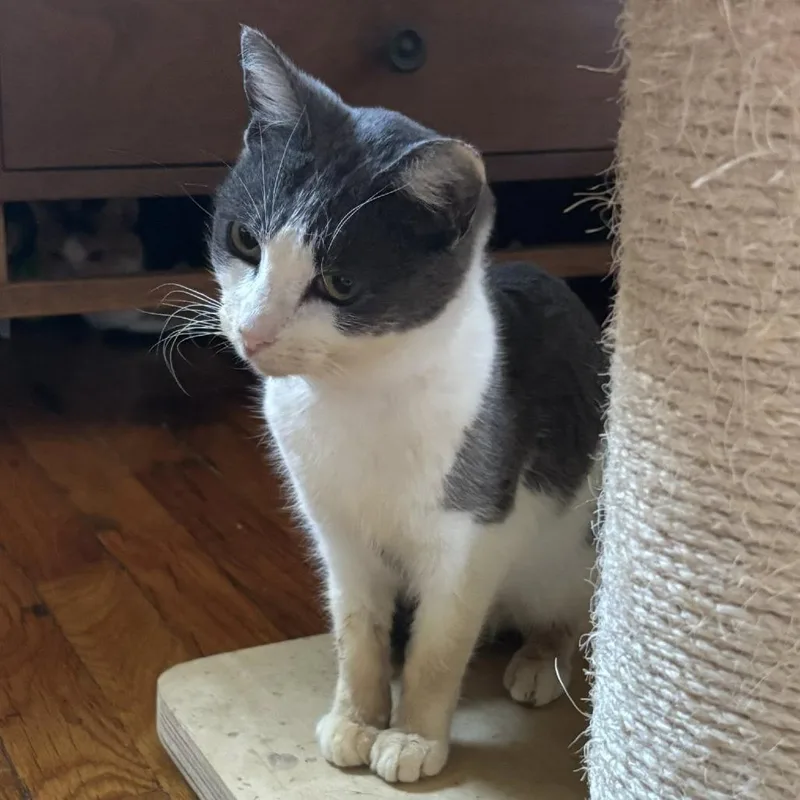A senior small-sized female Gray / Blue / Silver Domestic Short Hair cat named Aspen for adoption in Wichita, KS