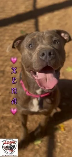 An adult medium-sized female Pit Bull Terrier dog named Xena for adoption in Shasta Lake, CA