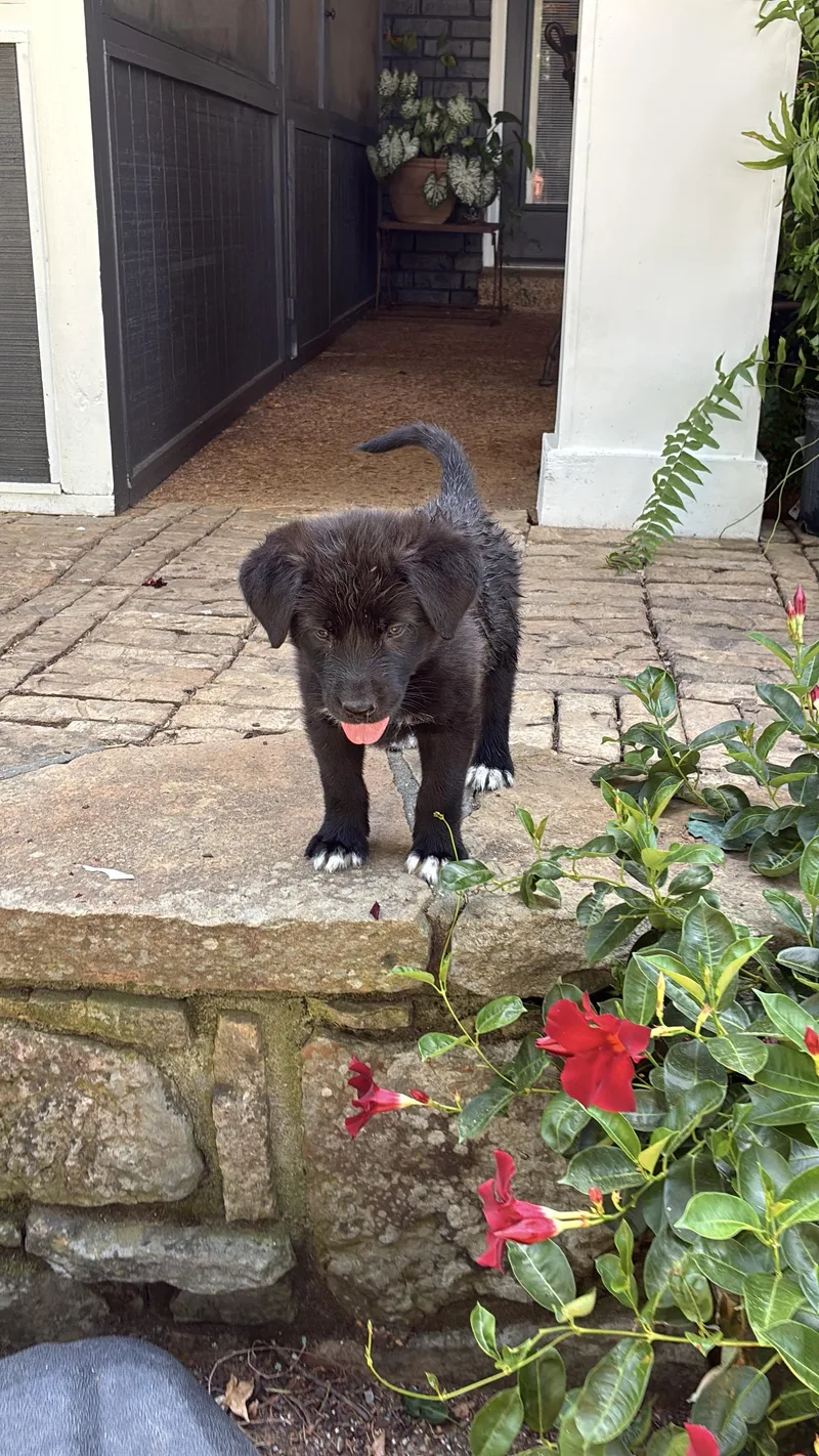 Bailey