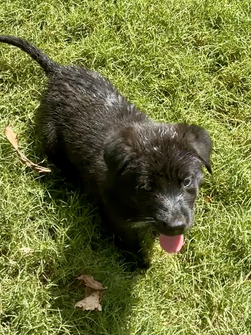 Bailey thumbnail 3