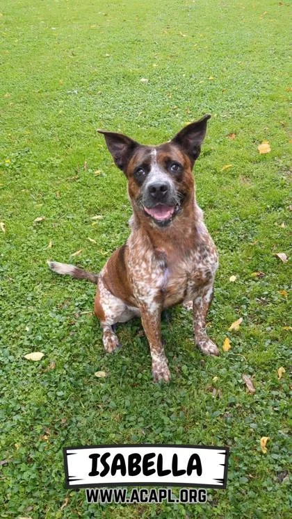 Isabella thumbnail 3