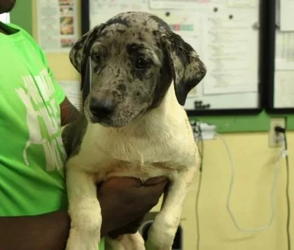 A baby medium-sized male Catahoula Leopard Dog dog named Hooch for adoption in Picayune, MS