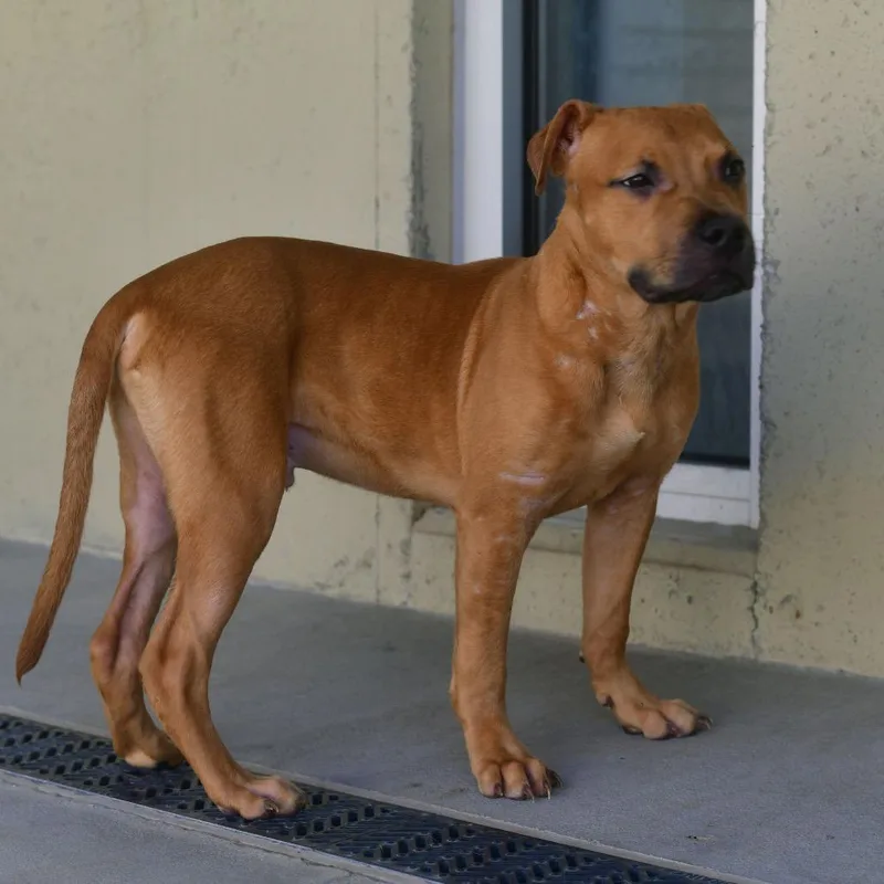 A young medium-sized male Yellow / Tan / Blond / Fawn Pit Bull Terrier dog named Diesel for adoption in Ottawa, KS