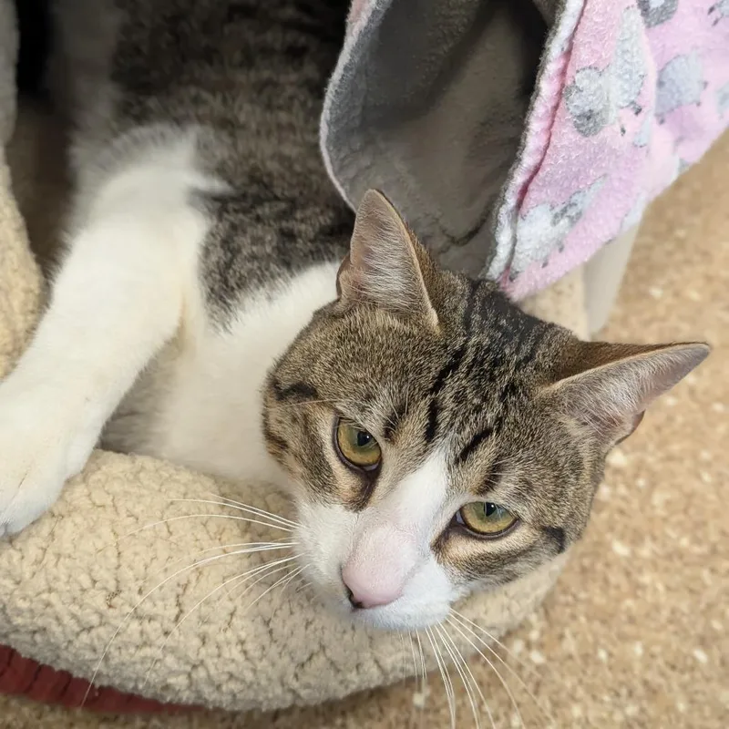 A young large-sized male White Domestic Short Hair cat named Ferrari for adoption in Sonoma, CA