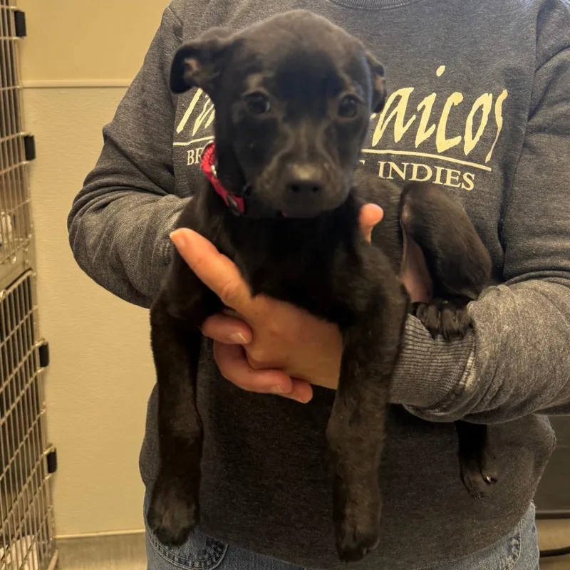 A baby small-sized female Black Chihuahua dog named Bean for adoption in Columbia Station, OH