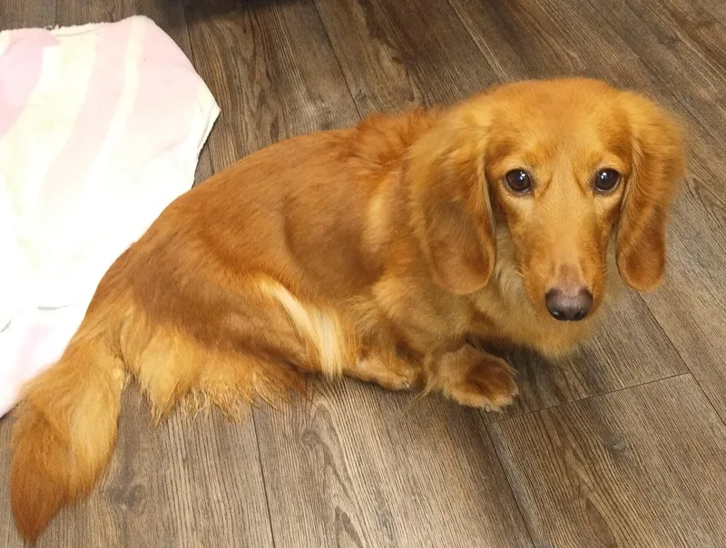 An adult small-sized female Dachshund (Long Haired) dog named Raina for adoption in Coatesville, PA