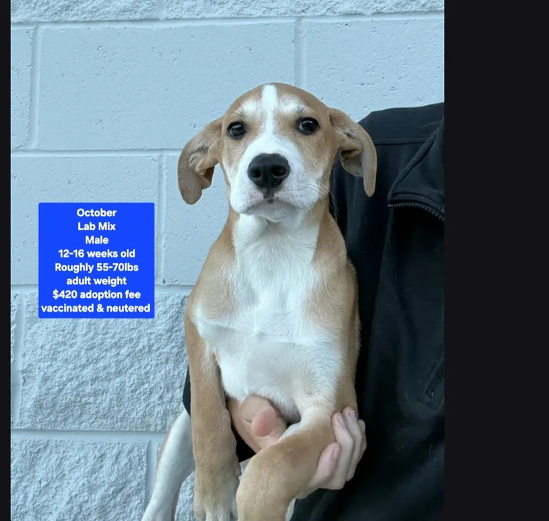 A baby large-sized male Labrador Retriever dog named October for adoption in Oviedo, FL