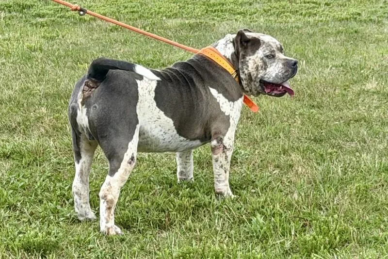 An adult extra large-sized male Gray / Blue / Silver Pit Bull Terrier dog named Bronson for adoption in Maryville, TN