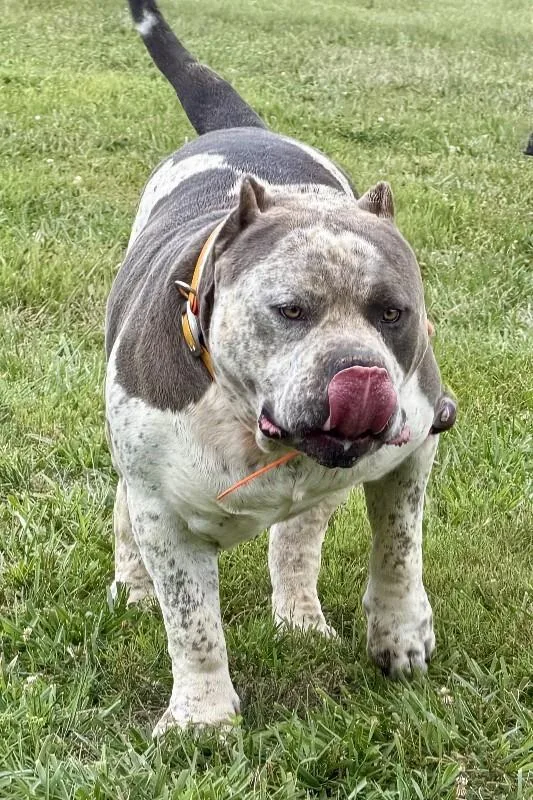 Bronson thumbnail 5