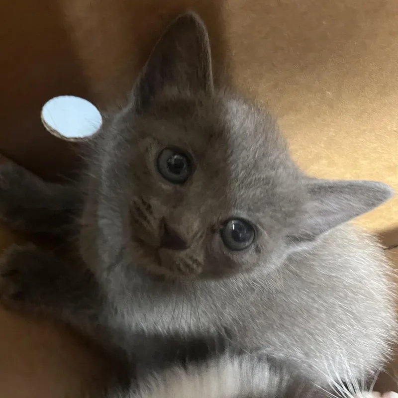A baby small-sized female Gray / Blue / Silver Domestic Short Hair cat named Mia for adoption in Tampa, FL